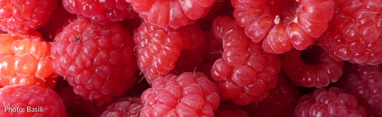 Getting-the-Best-Tasting-Raspberries-THUMB.jpg